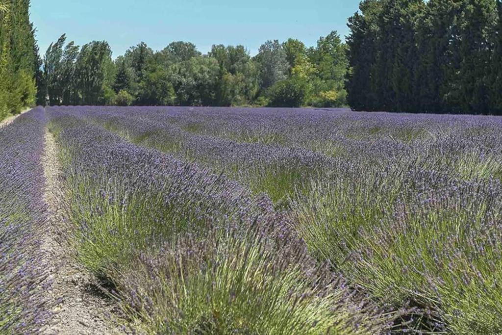 Appartamento La Provencale Saint-Saturnin-lès-Avignon Esterno foto